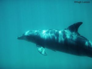 kisite marine park dolphin_Hugh Lunnon
